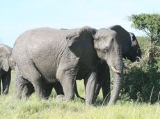 Afrikanischer_Elefant_09.JPG